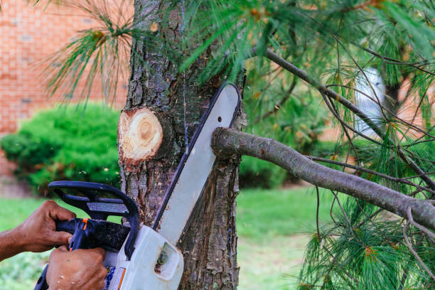 How Our Tree Care Process Works  in  Roanoke, AL